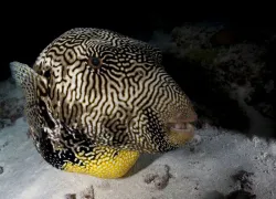 scu-pufferfish-night-shutterstock_.jpg.webp