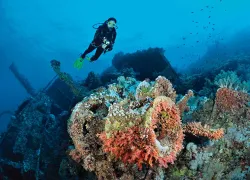 scu-red-sea-aggressor-diving.jpg.webp