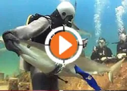scu-sharkrescue-video-thumb_.jpg.webp