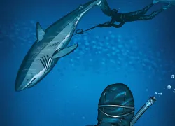scu-wil-shark-tagging-teaser.jpg.webp