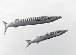 scu_barracuda_seawatch.jpg.webp