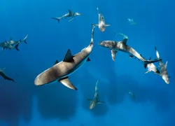 scu_belize_sharks_.jpg.webp