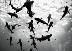 scu_dive-training_shark-diving.jpg.webp