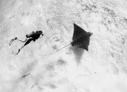 scu_diver-eagle-ray_cozumel_.jpg.webp