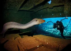 scu_diver_eel_wreck_secret_spot.jpg.webp