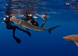 scu_duskyshark_acotton.jpg.webp