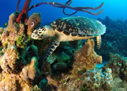 scu_turtle_caymanislands_coral.jpg.webp