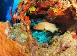 scuba-bermuda_shutterstock_.jpg.webp