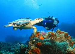 scuba-cozumel_shutterstock_.jpg.webp