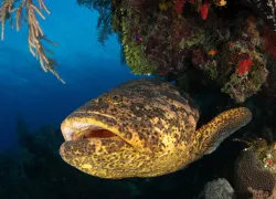 scuba-cuba-img_-noel-avalon.jpg.webp
