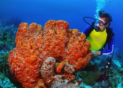 scuba-diving-bahamasstuart-cove-coral.jpg.webp