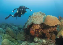 scuba-diving-flower-garden-banks-teaser-.jpg.webp