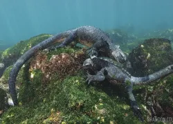 scuba-diving-galapagos-liveaboard-marine-iguanas-scd.jpg.webp