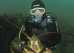 scuba-diving-massachusetts-lobster.jpg.webp