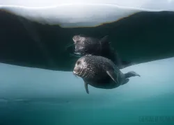 scuba-diving-nerpa-seals-underwater-ice.jpg.webp