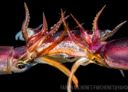 scuba-diving-night-squid-underwater-scd.jpg.webp