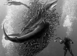 scuba-diving-sardine-run-teaser.jpg.webp