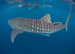 scuba-dominicanrepublic_shutterstock_.jpg.webp