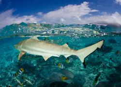 scuba-frenchpolynesia_shutterstock_.jpg.webp