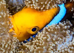 scuba-guam_shutterstock_.jpg.webp