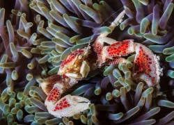 scuba-malaysia_shutterstock_.jpg.webp