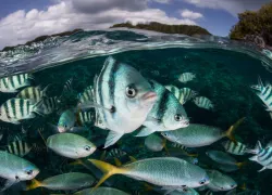 scuba-micronesia_shutterstock_.jpg.webp
