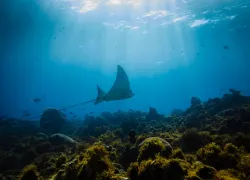 scuba-nicaragua-cornislands-shutterstock_.jpg.webp