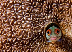 scuba-panama_shutterstock_.jpg.webp
