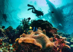 scuba-philippines_shutterstock_.jpg.webp