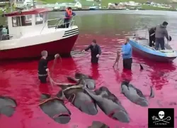 scuba-pilot-whale-slaughter-sea-shepherd.jpg.webp