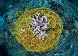 scuba-solomonislands_shutterstock_.jpg.webp