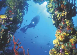 scuba.png.webp
