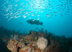 scuba_adv_naples_grouper.jpg.webp