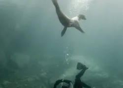 sea-lion.jpg.webp