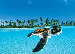 sea-turtle-oa.jpg.webp