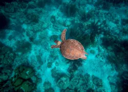 sea-turtle.jpg.webp