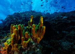 sea_saba_web_x_image.png.webp