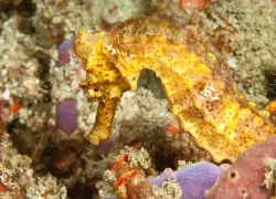 seahorse-macro.jpg.webp