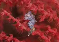 seahorse_raja_ampat_aggressor_image.jpg.webp