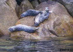 seal_alaska_fjords_park.jpg.webp