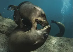 sealions.jpg.webp