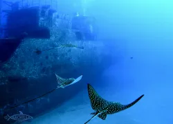 seatiger_wreck_honolulu.jpg.webp