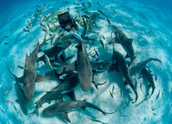 shallow-dives_sharks_.gif.webp