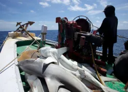 shark-boat-open.jpg.webp