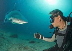 shark-diving-shutterstock_--.jpg.webp
