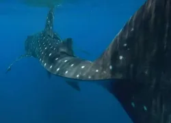 shark-fin-.jpg.webp
