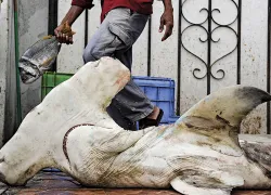 shark-fin-trade-oman.jpg.webp