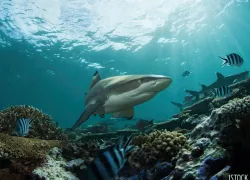 shark underwater photo