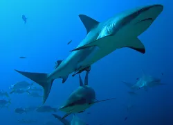 shark.jpg.webp