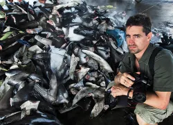 shark_fins_shawn_heinrichs.jpg.webp